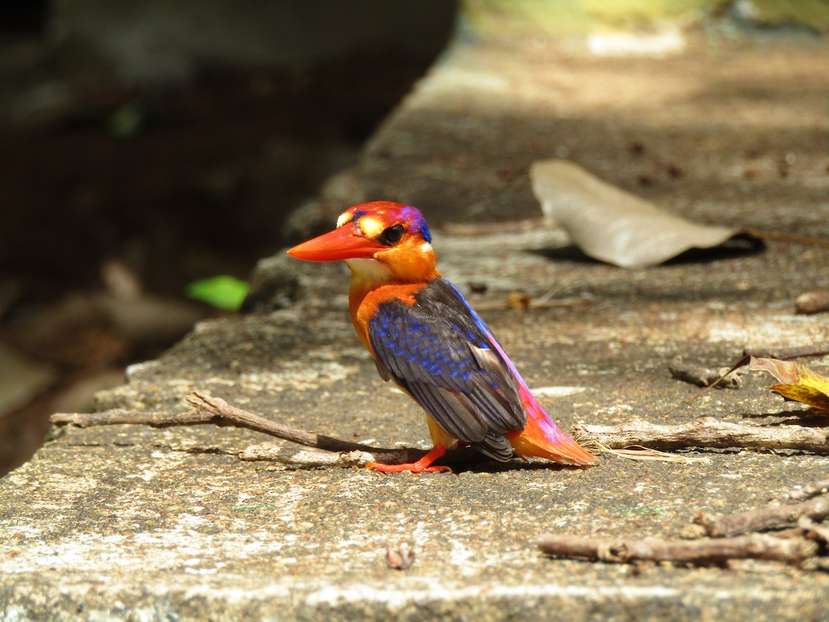 ledňáček džunglový - ML624752587