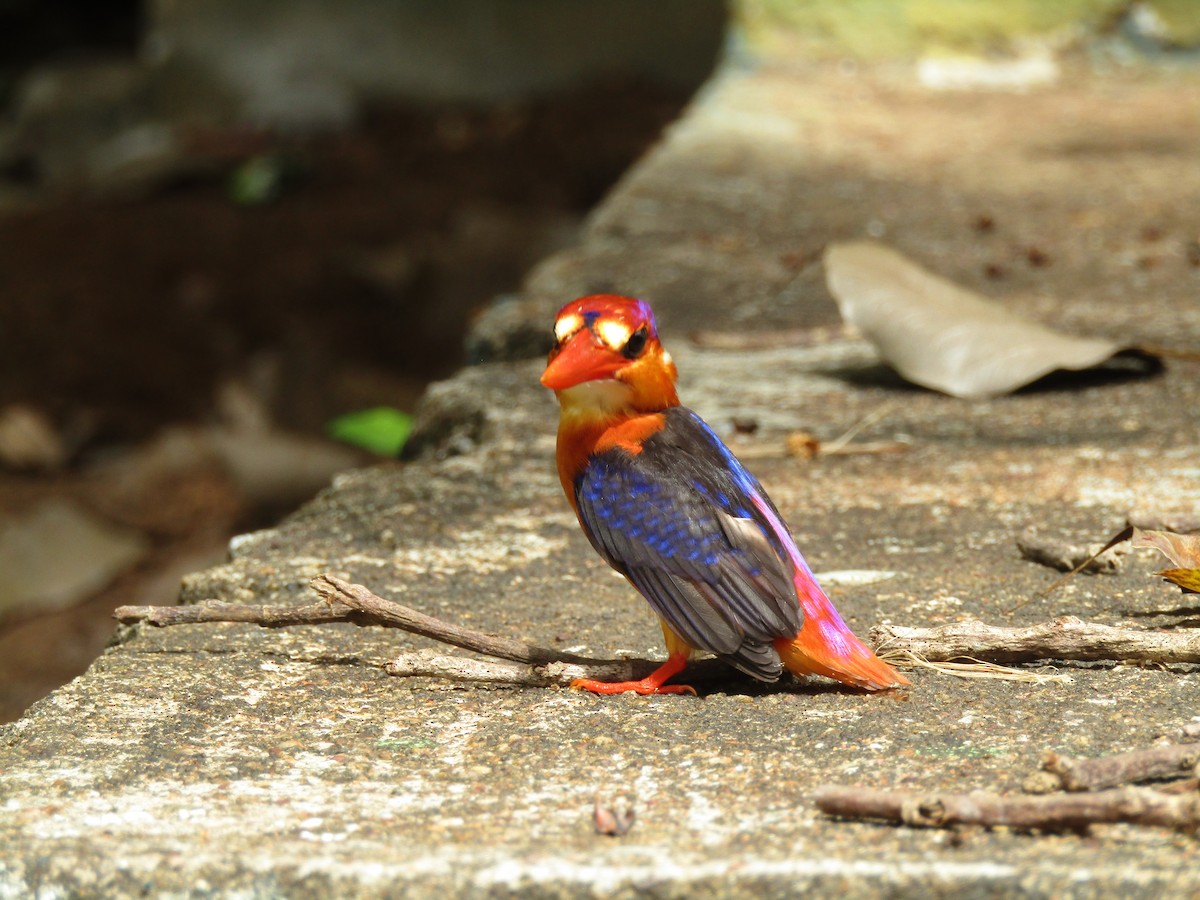 ledňáček džunglový - ML624752588