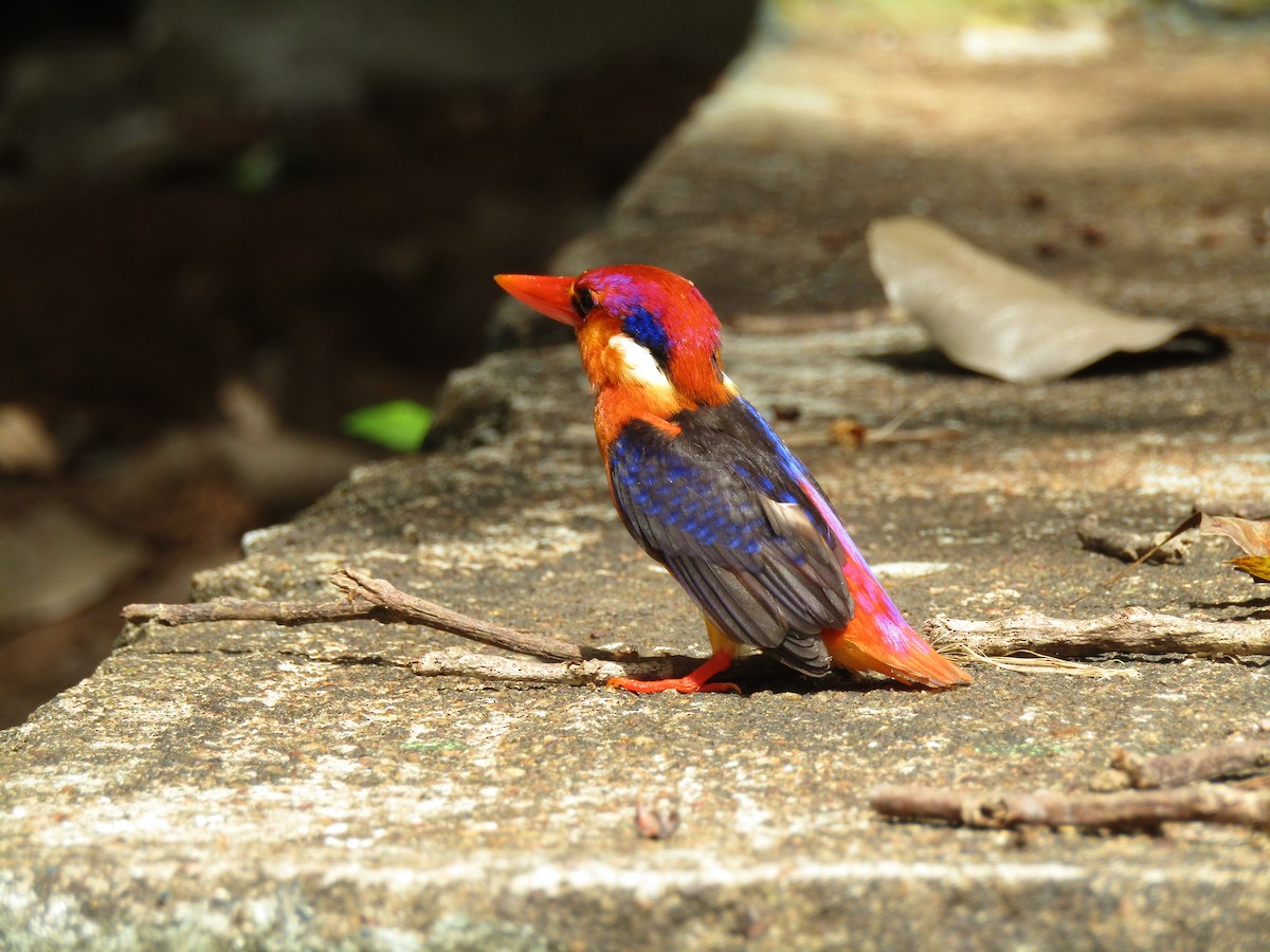 ledňáček džunglový - ML624752589