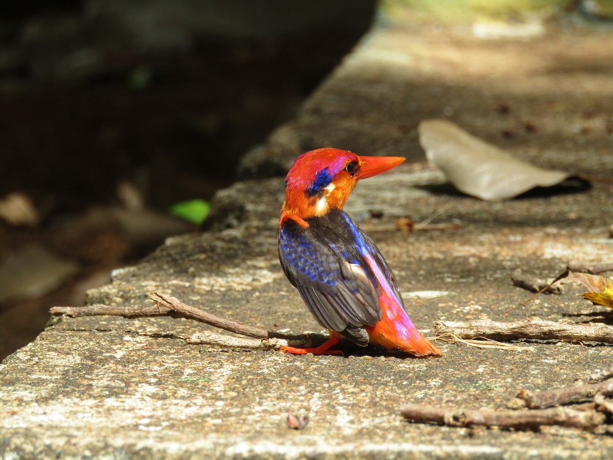 ledňáček džunglový - ML624752590