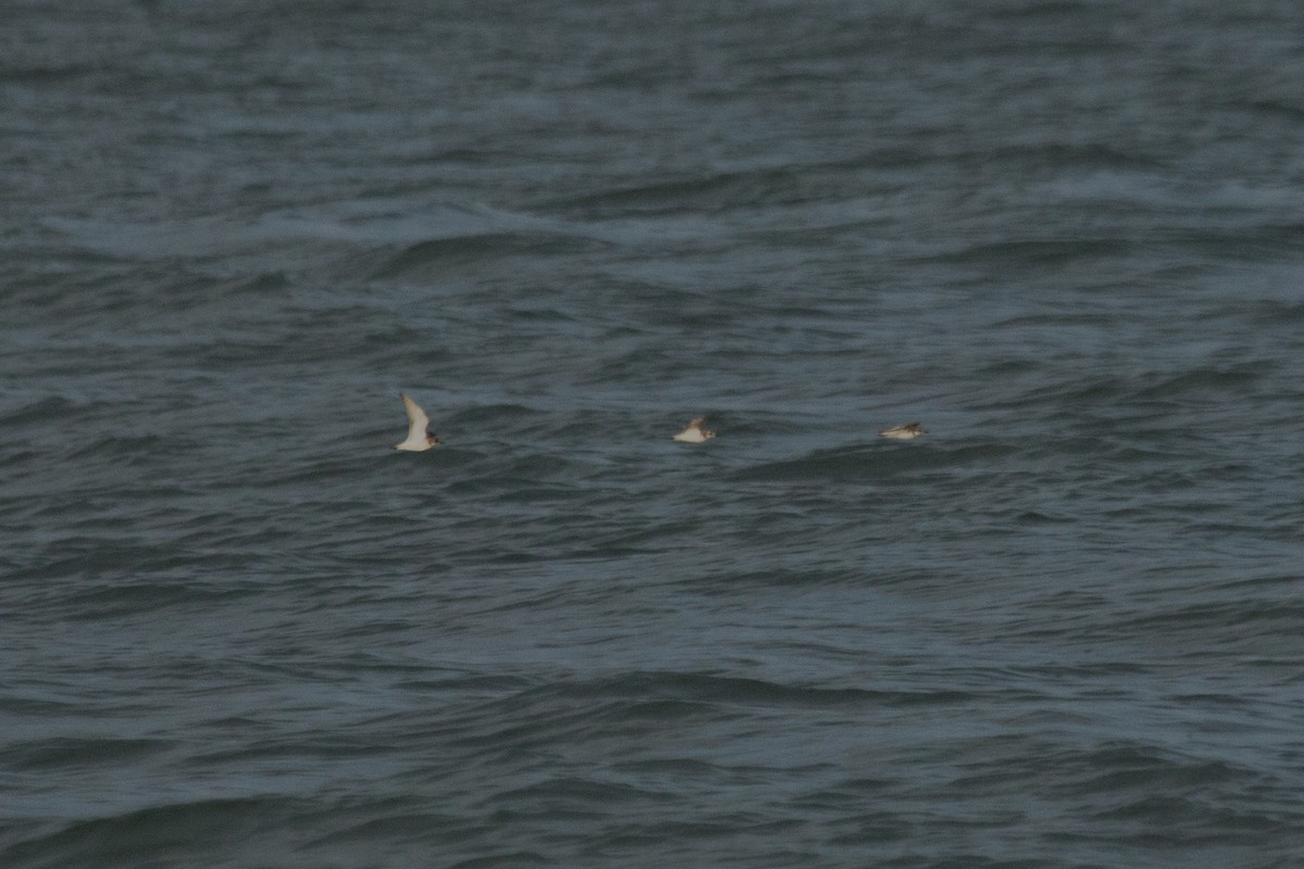 Tibetan Sand-Plover - ML624752716