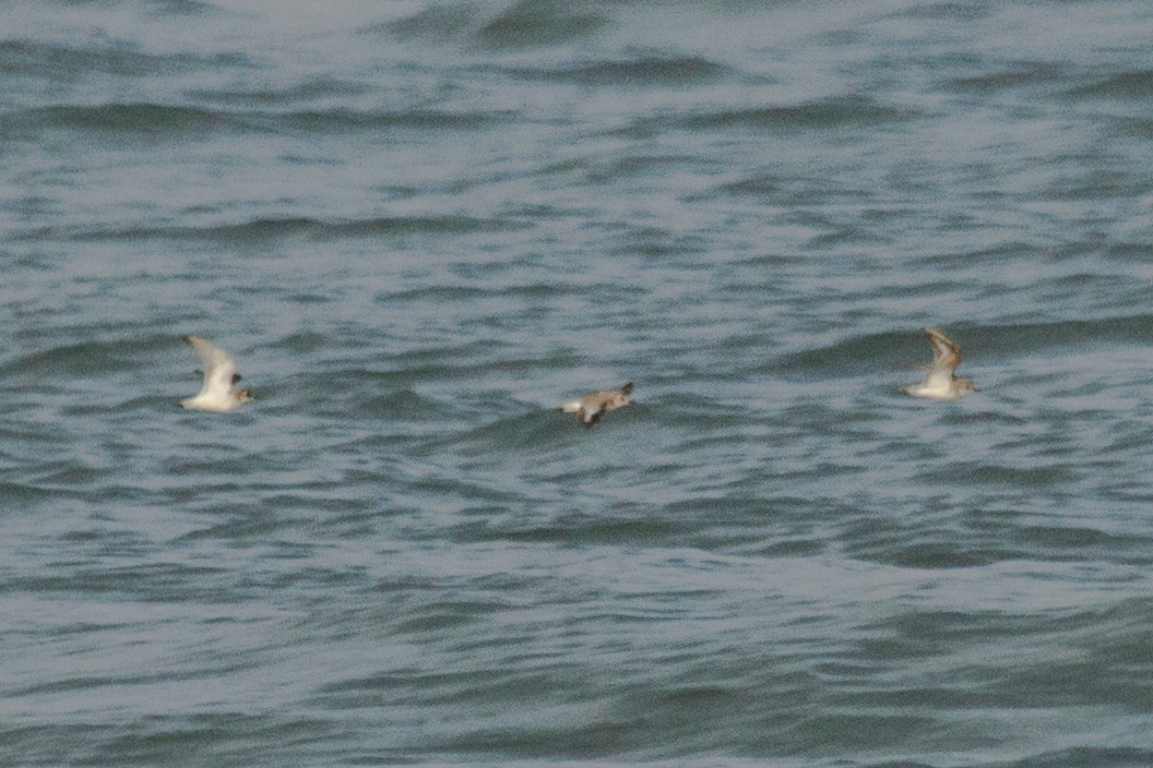 Tibetan Sand-Plover - ML624752717