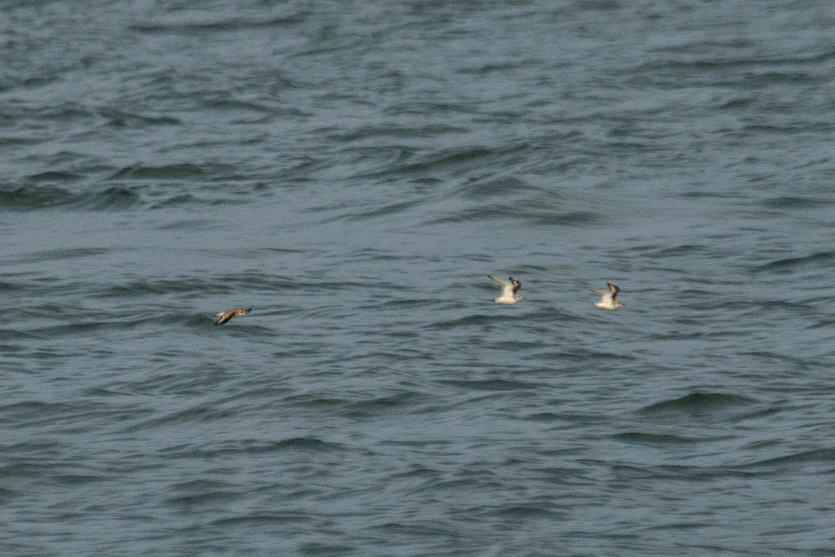 Tibetan Sand-Plover - ML624752718