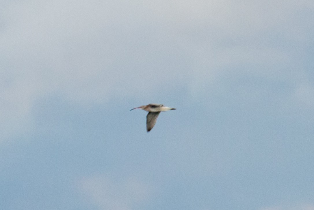 Eurasian Whimbrel - ML624752922