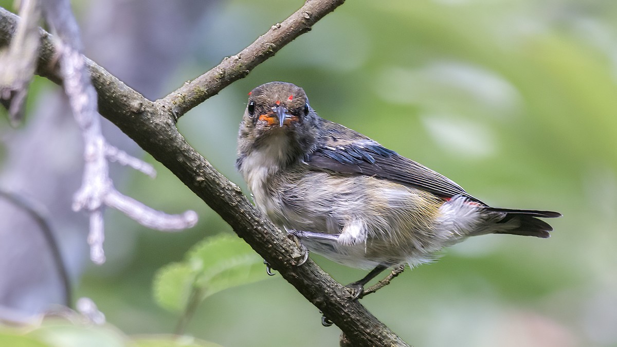 Scarlet-backed Flowerpecker - ML624752927