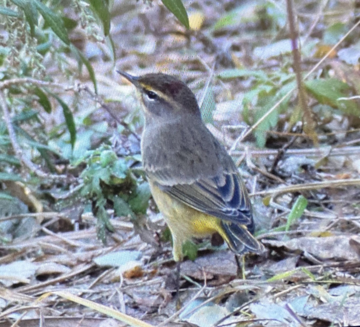 Palm Warbler - ML624753118