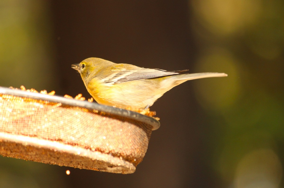 Pine Warbler - ML624753200