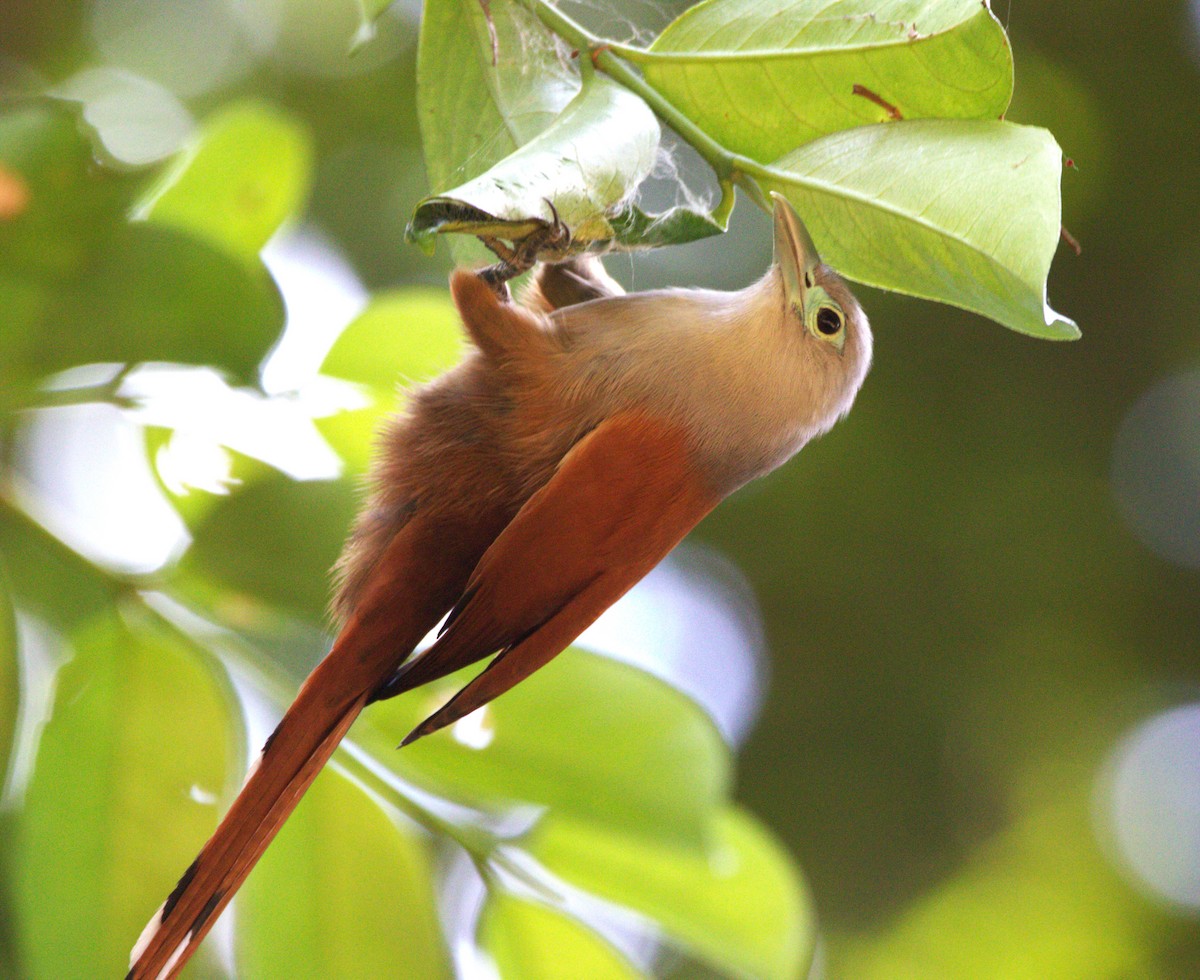 Raffles's Malkoha - Belinda ML Wong