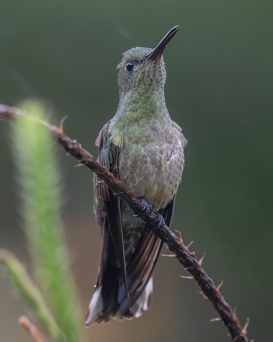 Scaly-breasted Hummingbird - Ricardo Rojas Arguedas