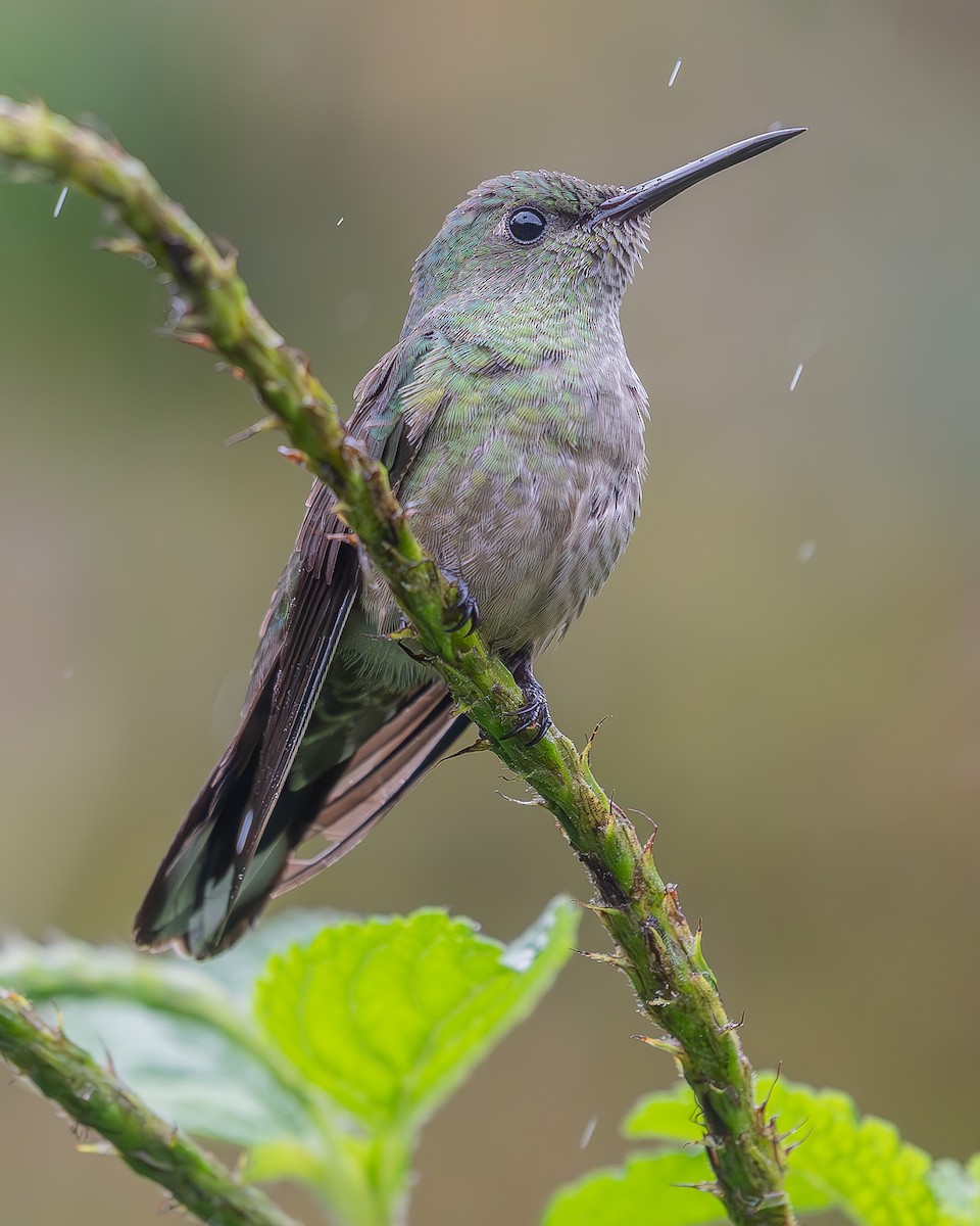 Colibri de Cuvier - ML624753541