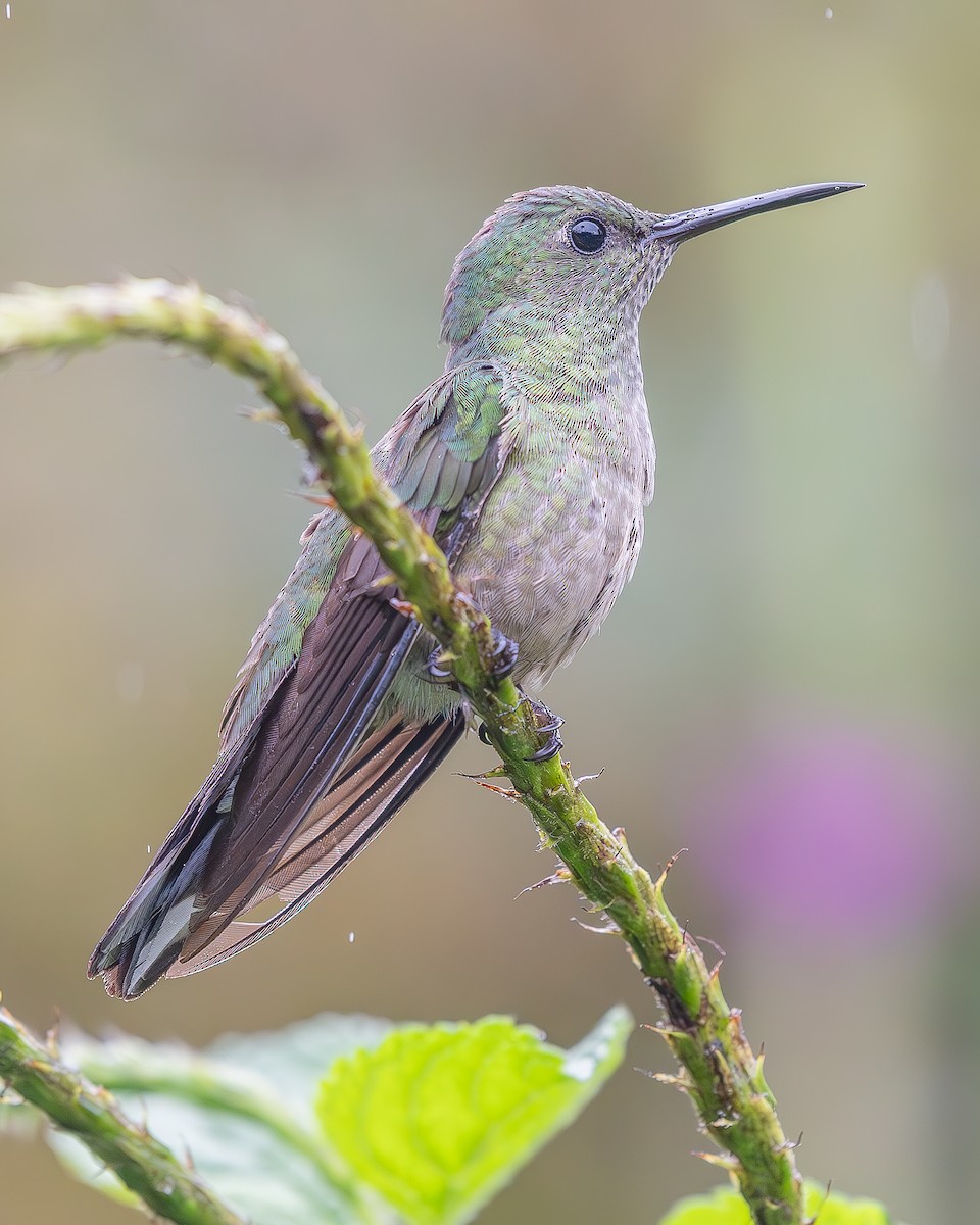 Scaly-breasted Hummingbird - Ricardo Rojas Arguedas