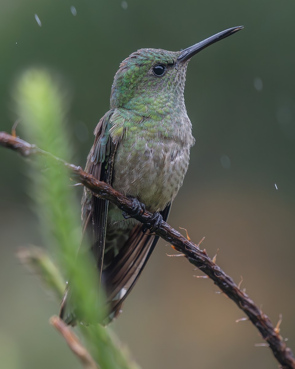 Colibri de Cuvier - ML624753543