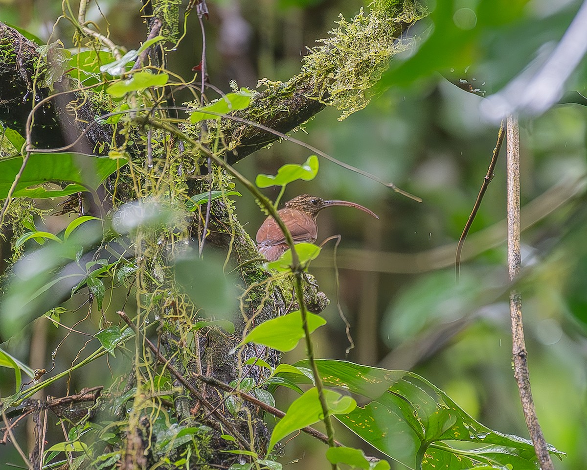 Brown-billed Scythebill - ML624753591