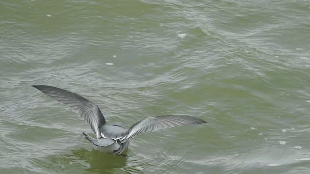 Océanite à queue fourchue - ML624753639