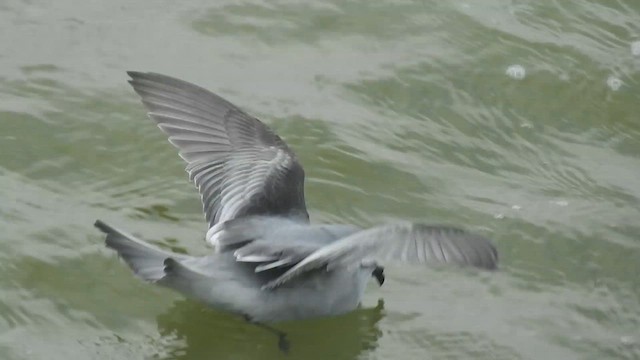 Océanite à queue fourchue - ML624753658
