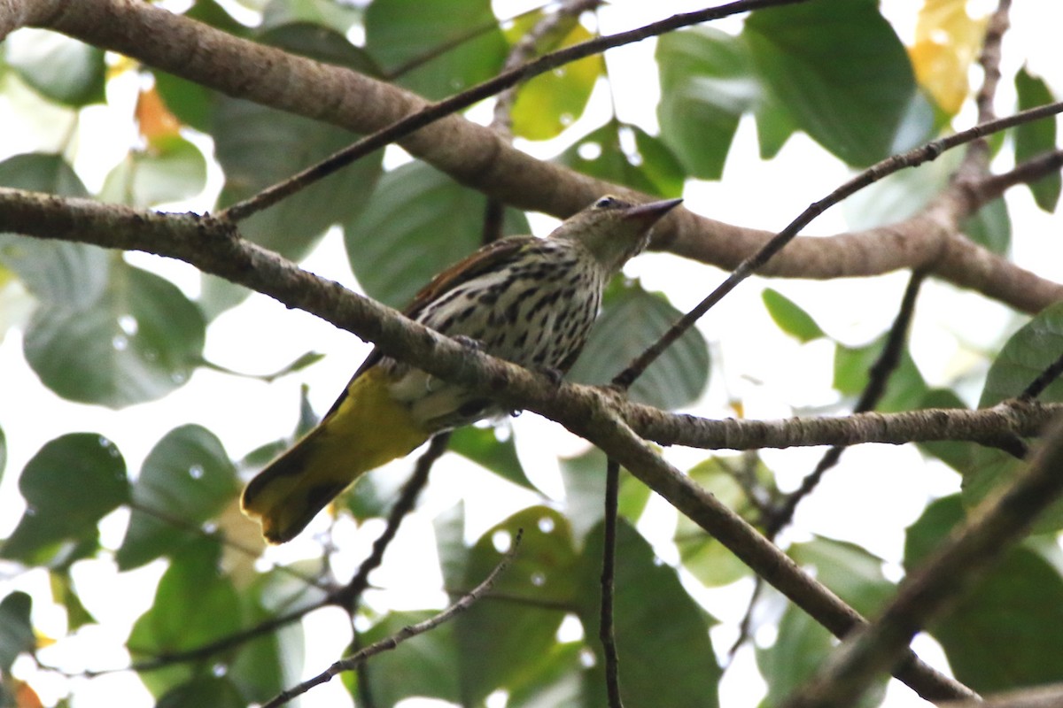 Dark-throated Oriole - ML624753881