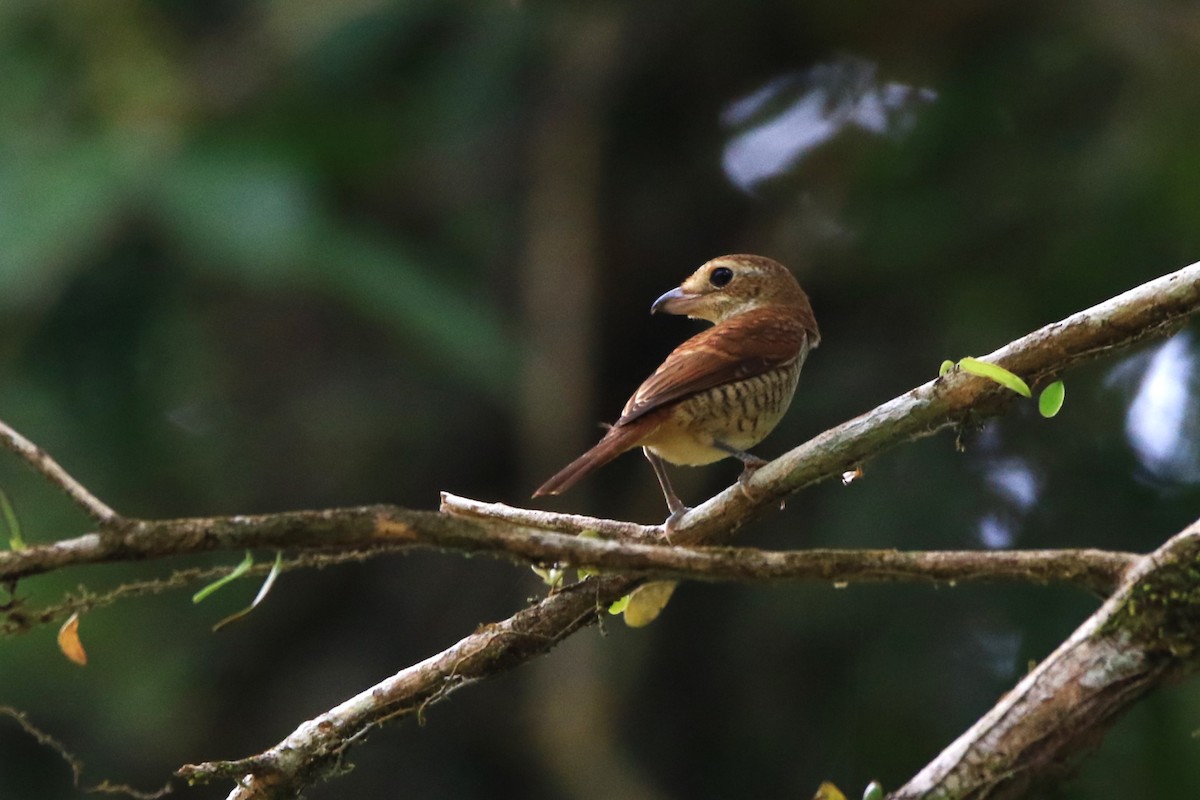 Tiger Shrike - Belinda ML Wong