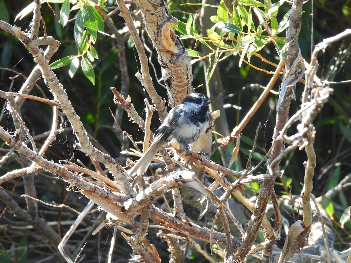 Mountain Chickadee (Pacific) - ML624754359