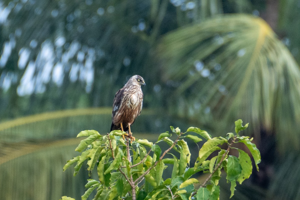 Western Marsh Harrier - Vivek Sudhakaran