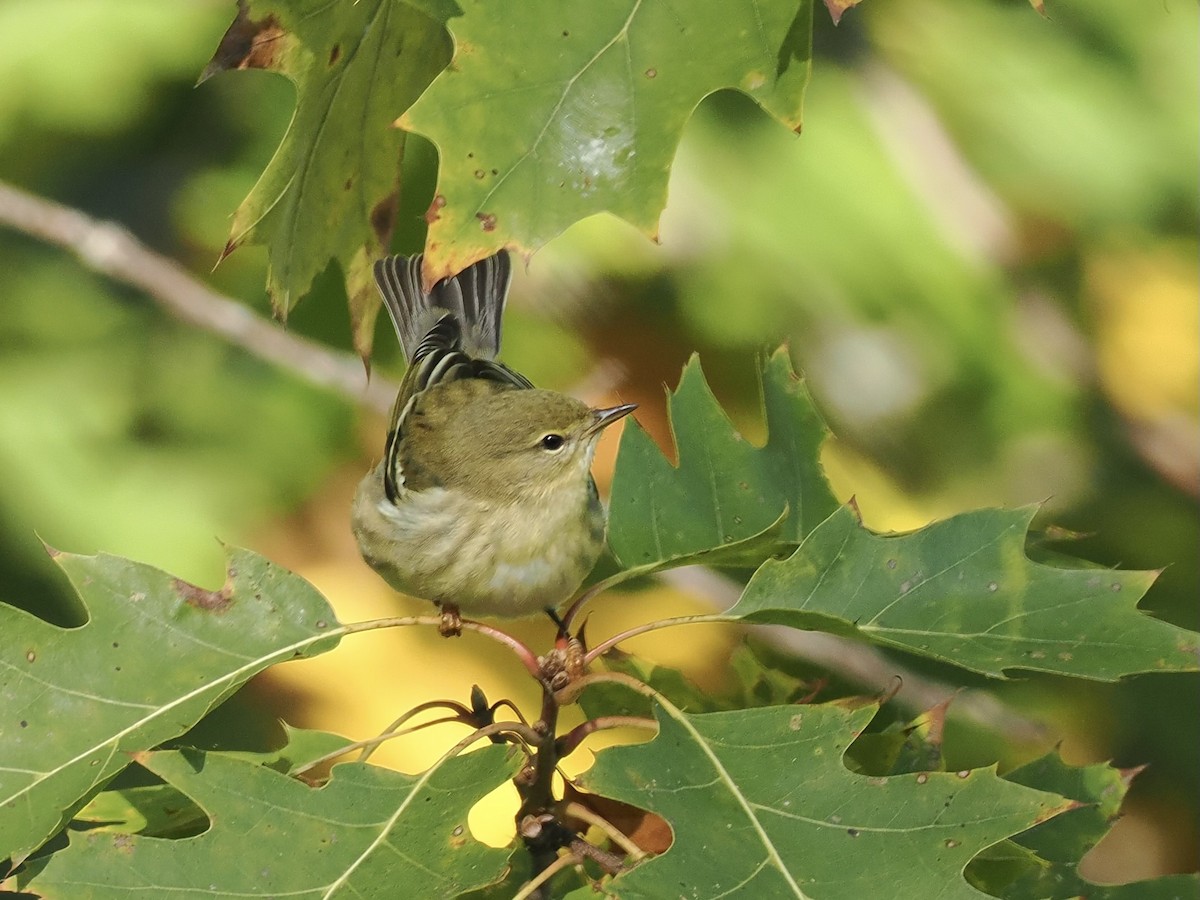 Blackpoll Warbler - ML624754467