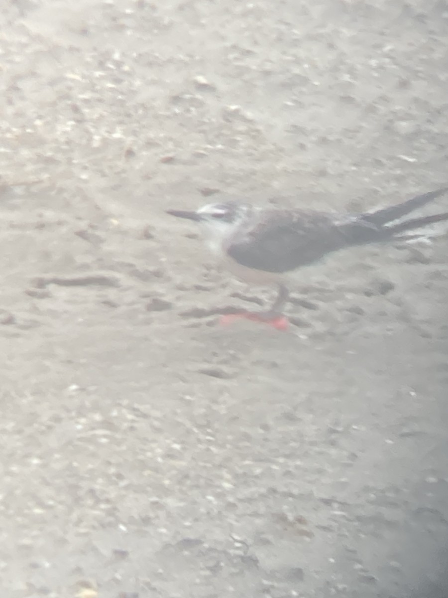 Bridled Tern - ML624754477