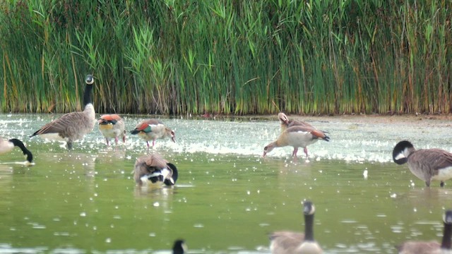 Egyptian Goose - ML624754582