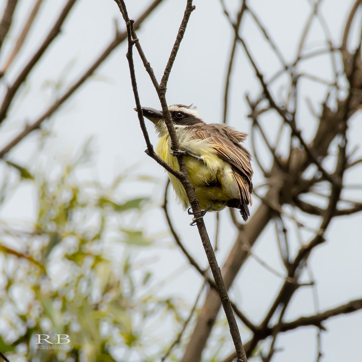 Boat-billed Flycatcher - ML624754980