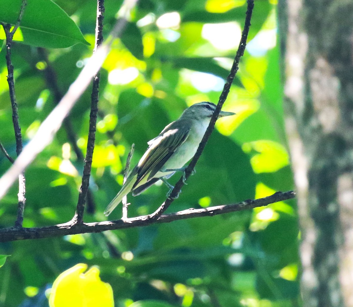 Black-whiskered Vireo - ML624755155