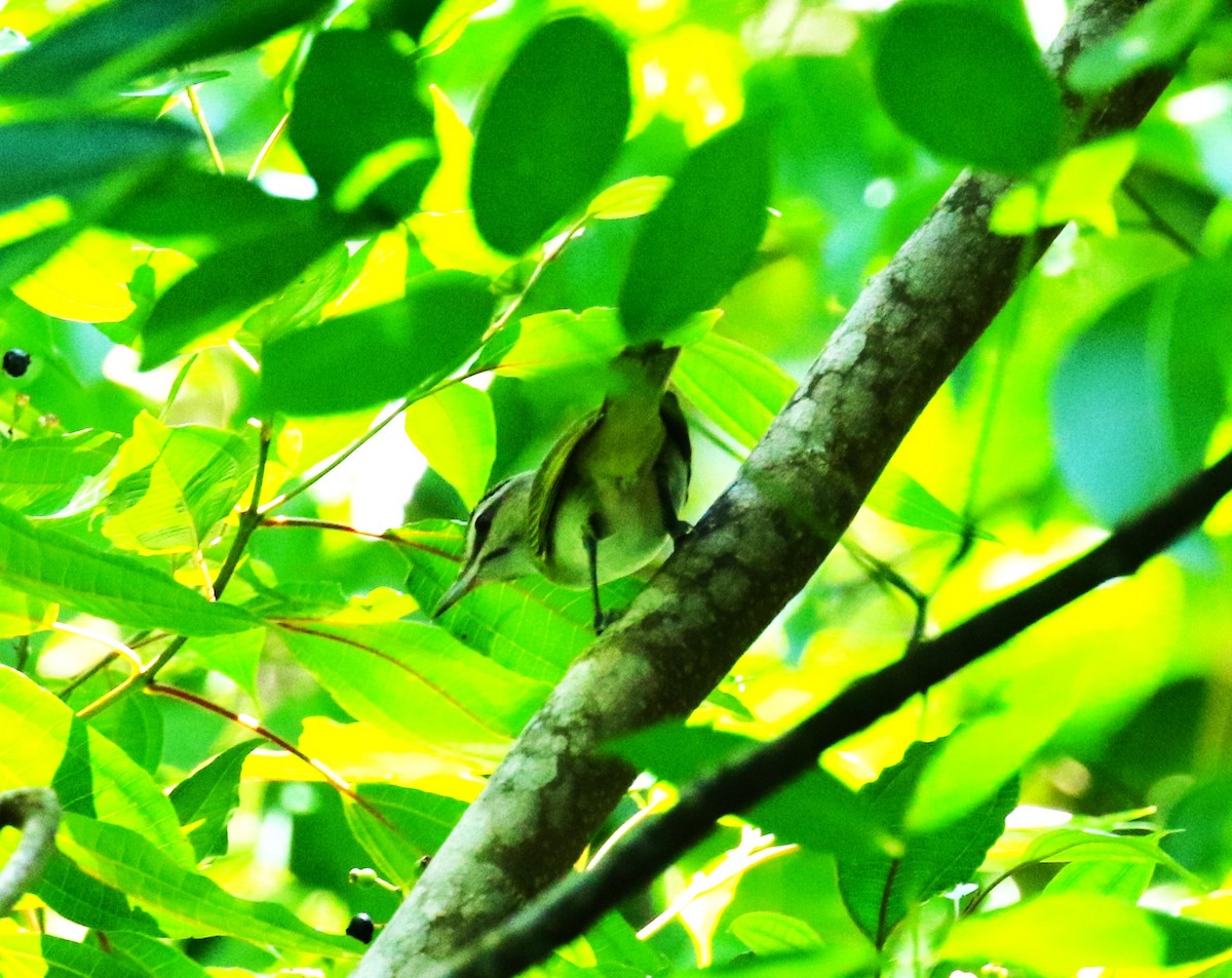 Black-whiskered Vireo - sean clancy