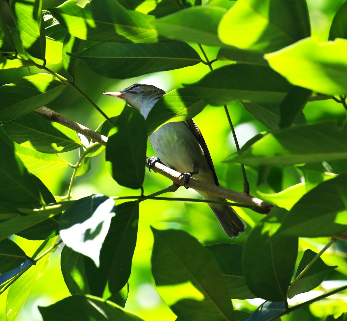 Black-whiskered Vireo - ML624755157