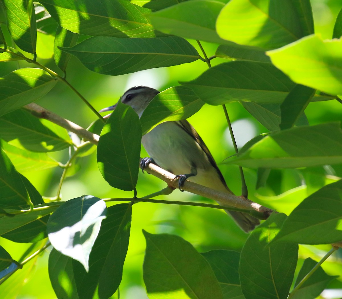 Black-whiskered Vireo - ML624755158