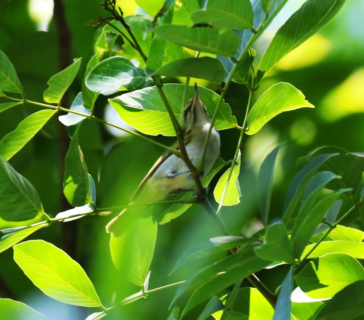 Black-whiskered Vireo - ML624755161