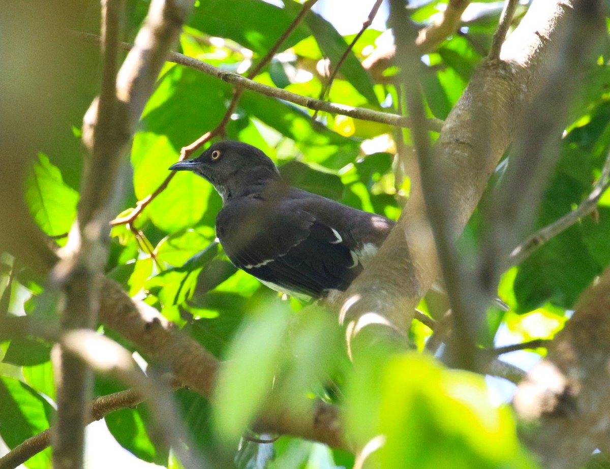 Scaly-breasted Thrasher - ML624755192