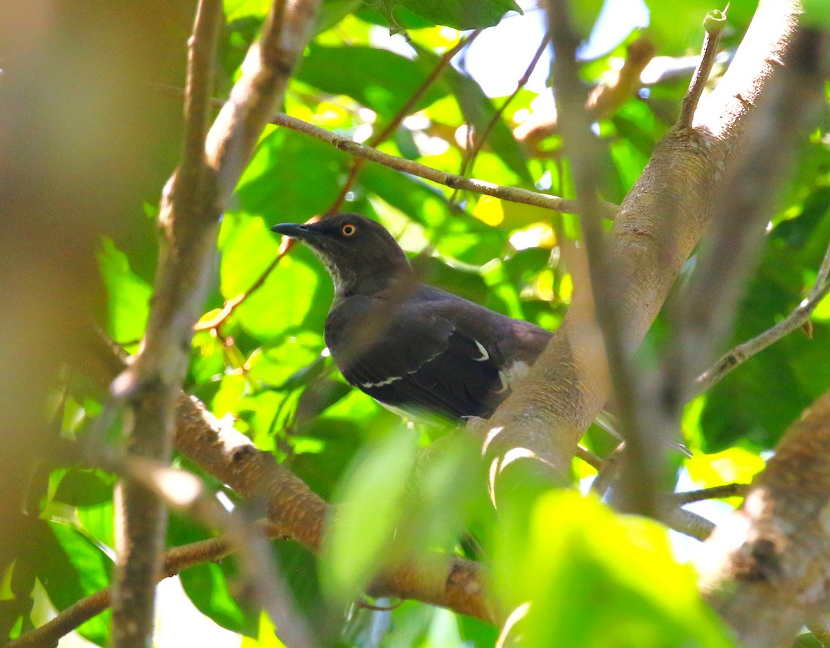 Scaly-breasted Thrasher - ML624755193