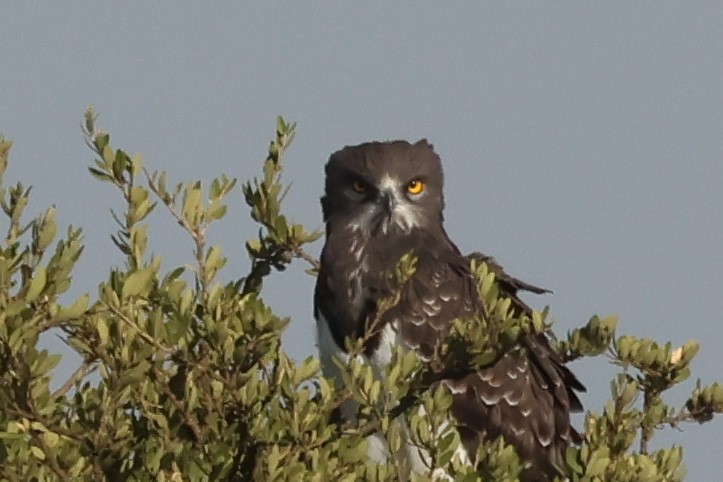 Black-chested Snake-Eagle - ML624755239