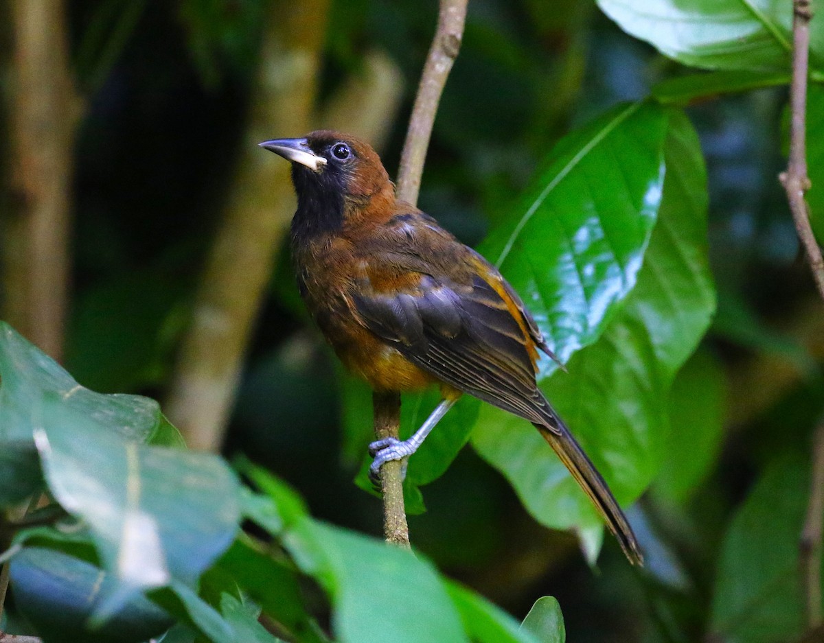 St. Lucia Oriole - ML624755269