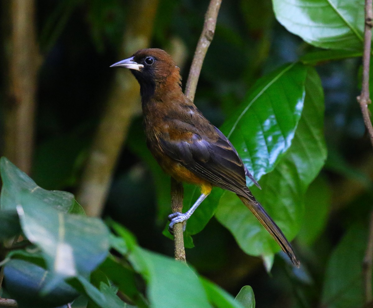 St. Lucia Oriole - ML624755271