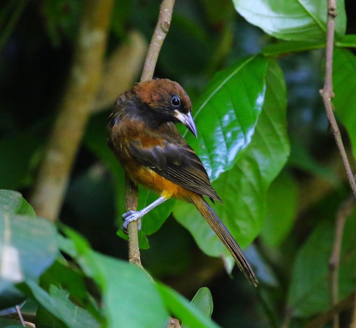 St. Lucia Oriole - ML624755272