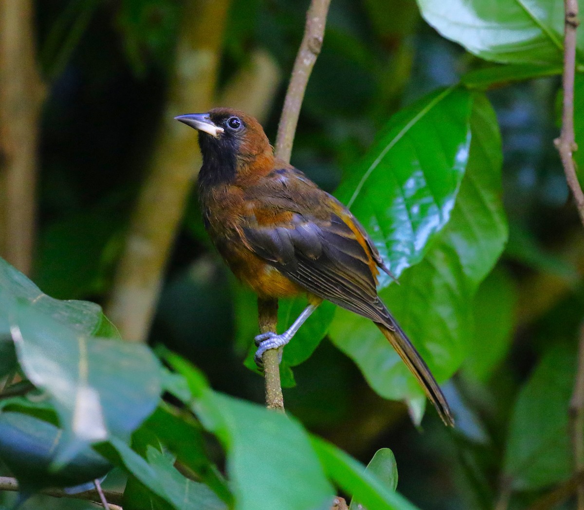 St. Lucia Oriole - ML624755274