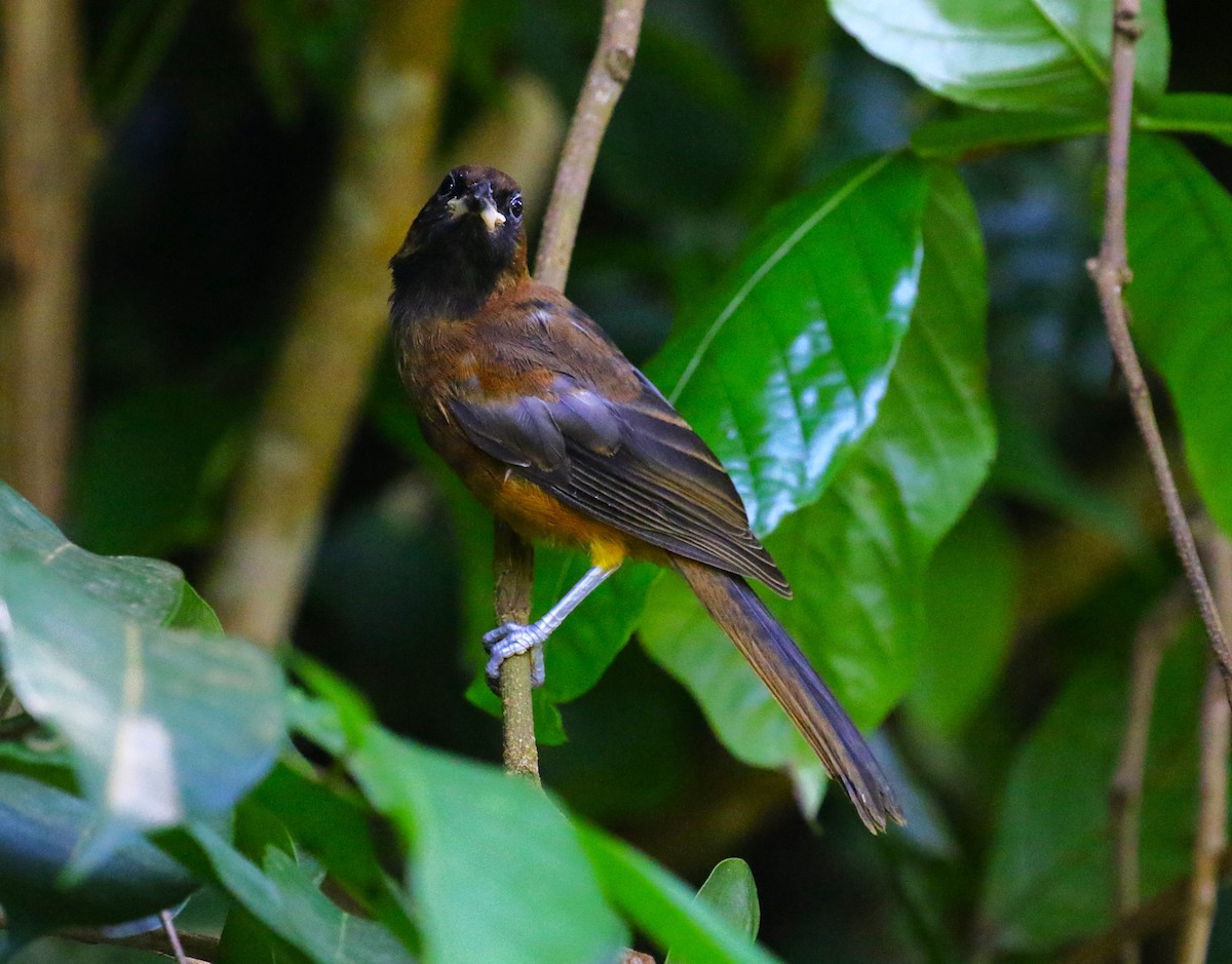 St. Lucia Oriole - ML624755276