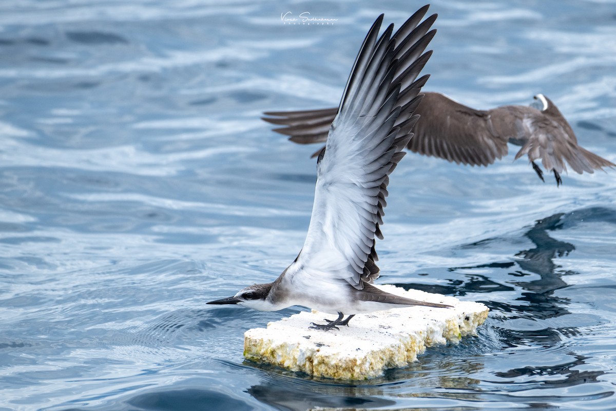 Bridled Tern - ML624755300