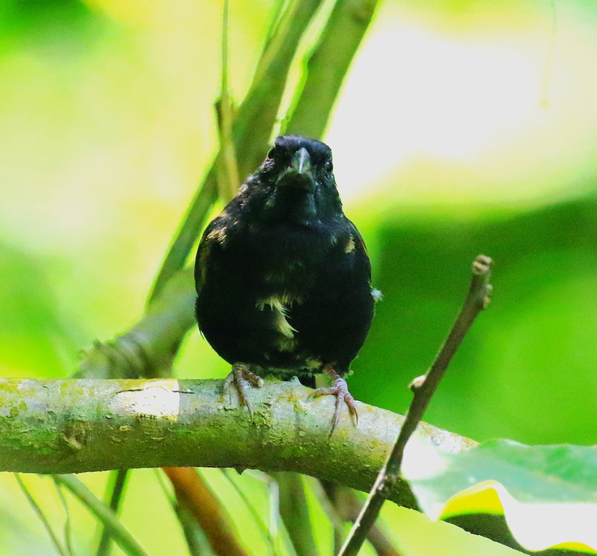 St. Lucia Black Finch - ML624755301