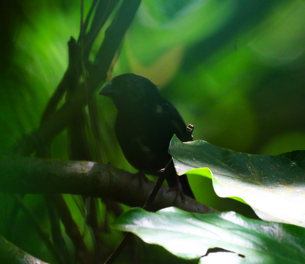 St. Lucia Black Finch - ML624755302