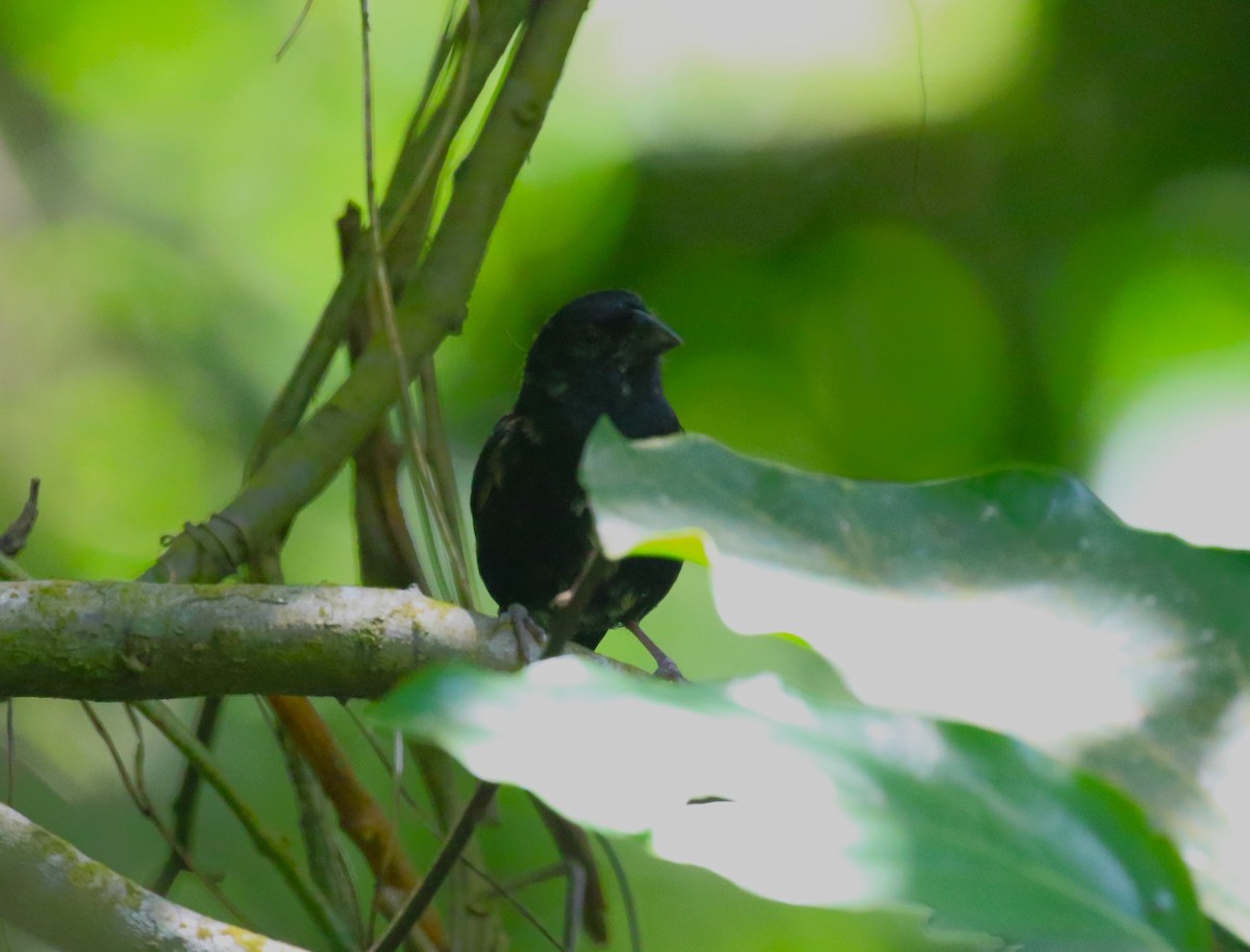 St. Lucia Black Finch - ML624755303