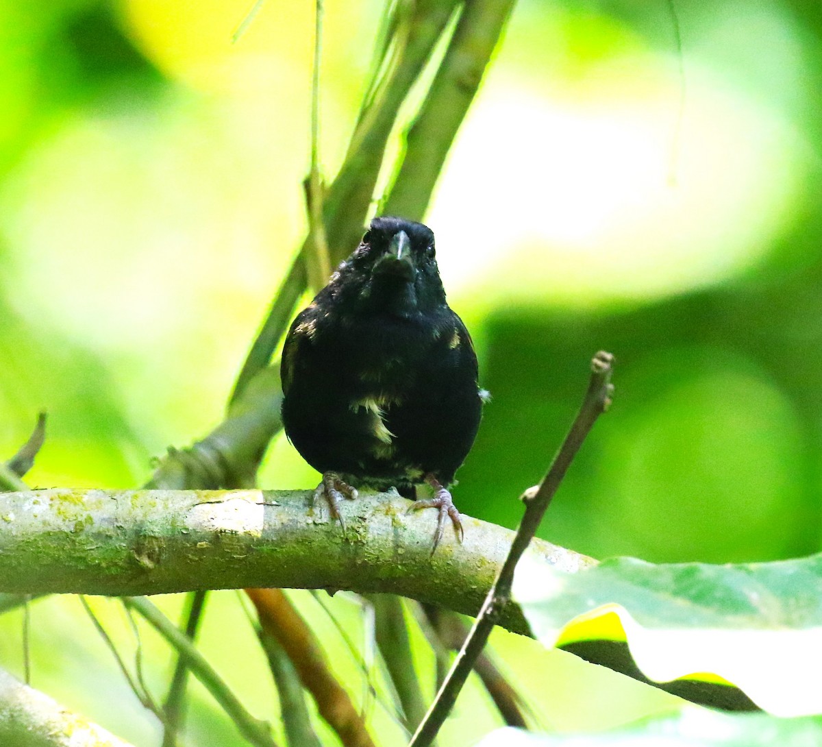 St. Lucia Black Finch - ML624755304