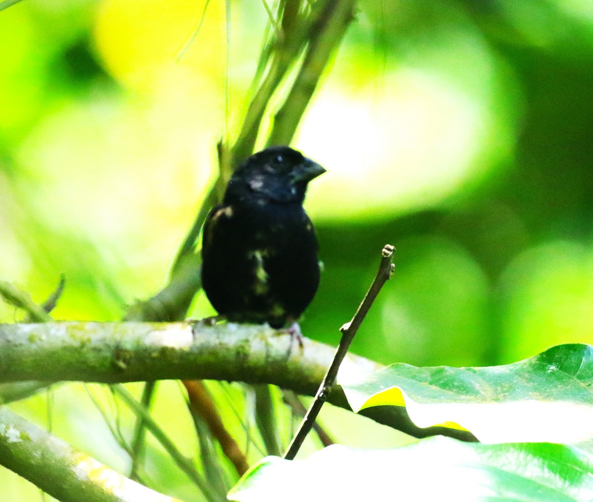 St. Lucia Black Finch - ML624755305