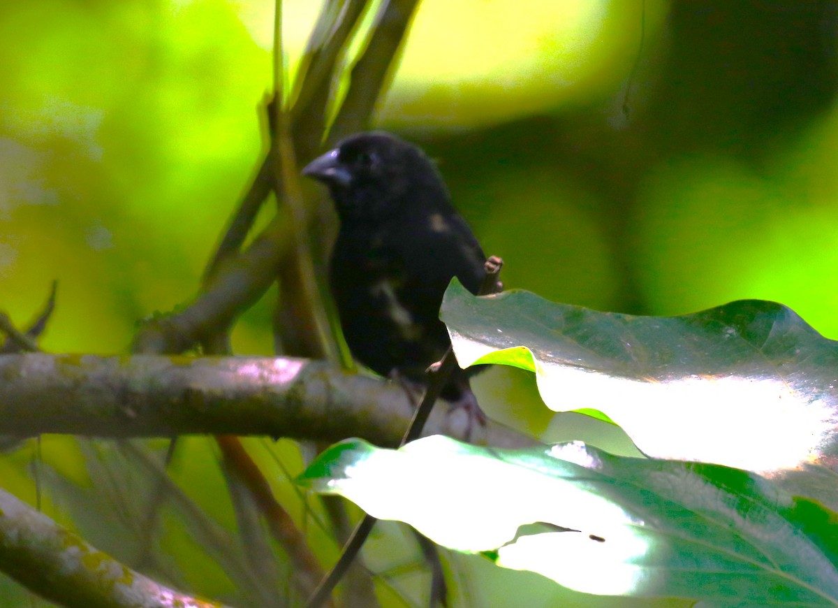 St. Lucia Black Finch - ML624755306