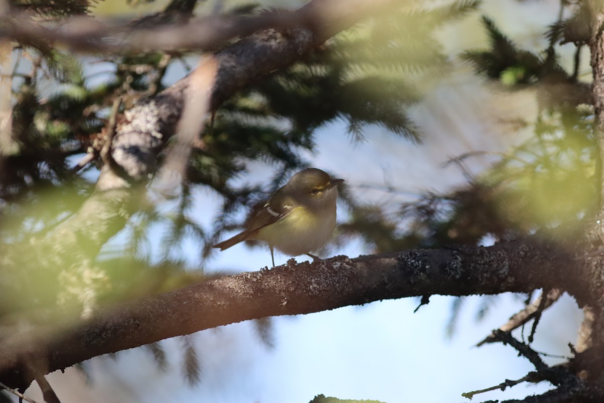 Weißaugenvireo - ML624755419