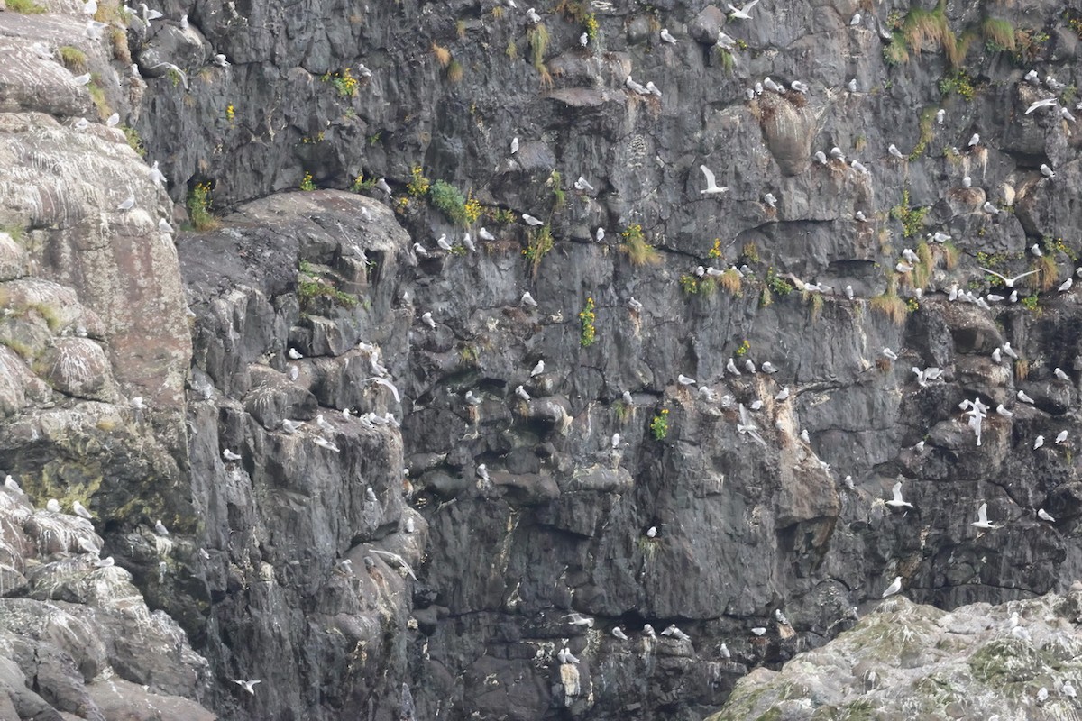 Black-legged Kittiwake - Keith  Mueller