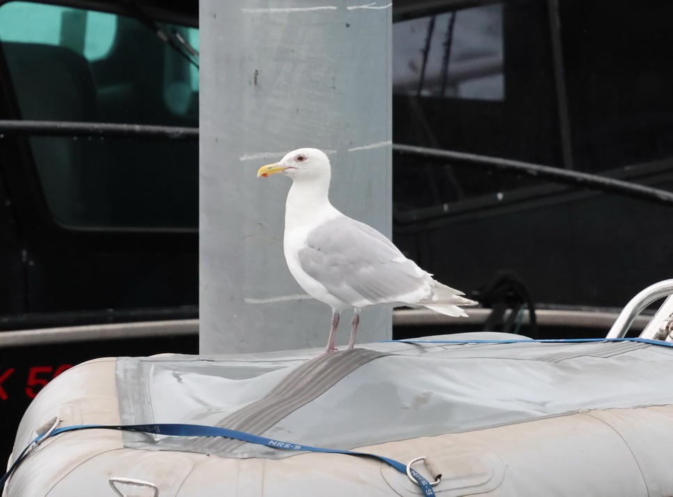 Glaucous-winged Gull - Keith  Mueller